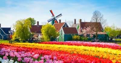 שדה פרחים בהולנד