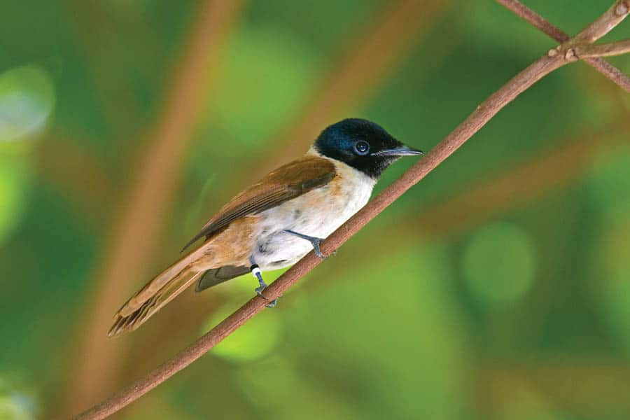 נקבת Paradise Flycatcher בסיישל