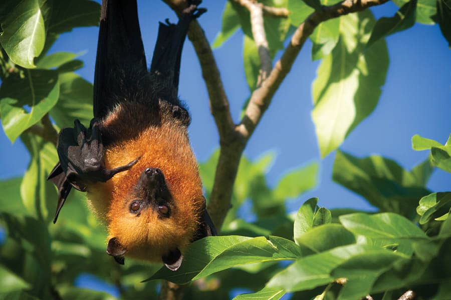 flying fox