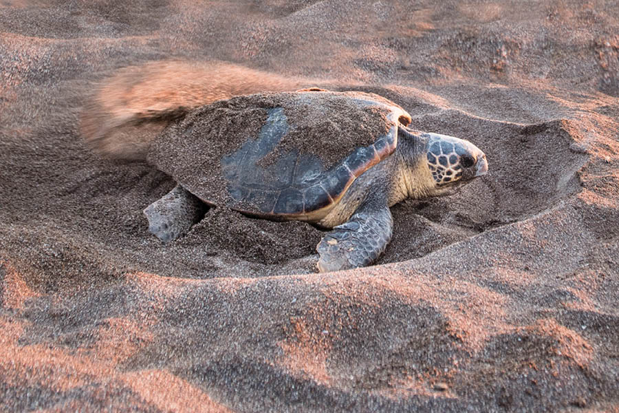 צבת ים מטילה ביצים בחוף סיישל